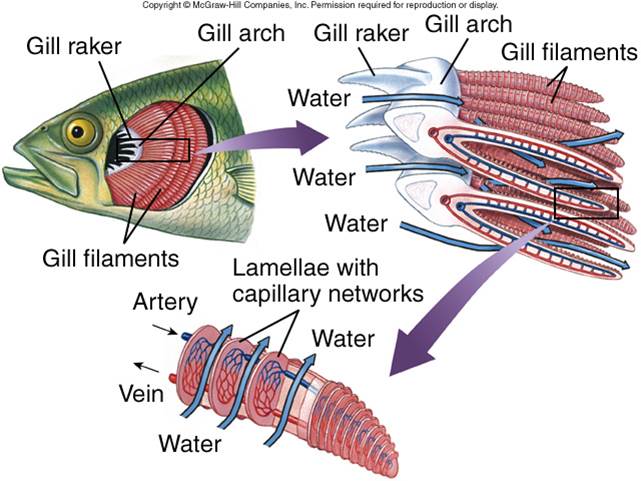 Respiratory Systems: Humans and Fish - Body systems